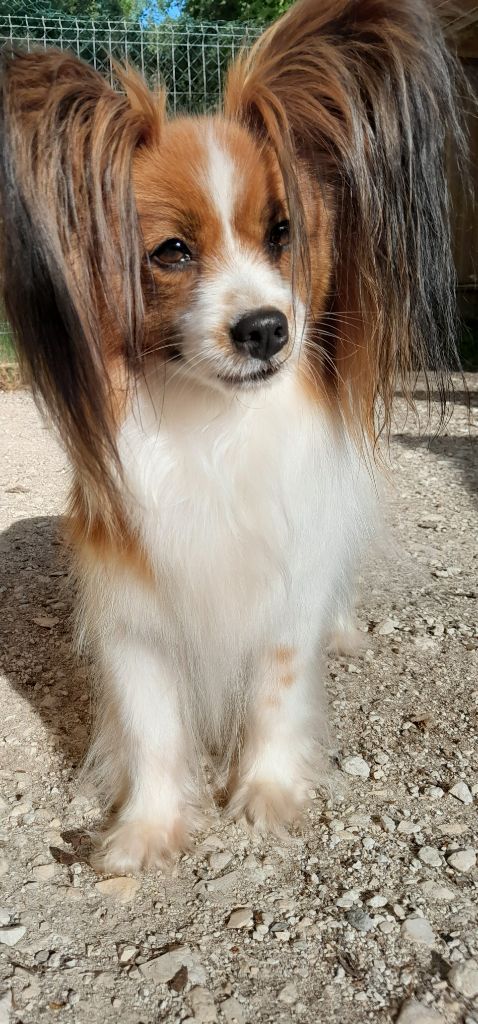 Paillette Du Domaine De Hunaudaye