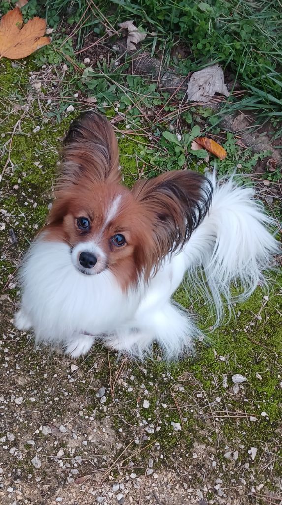 Umea Des Fleurs De Sakura