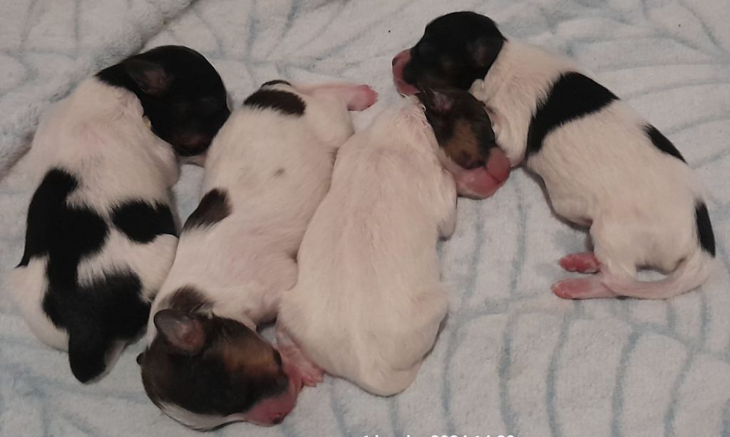 Des Fleurs De Sakura - Les Premiers Chiots De Paillette Sont Là