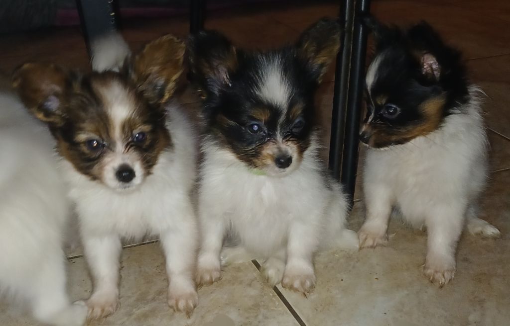 Des Fleurs De Sakura - Les Premiers Chiots De Paillette Sont Là 