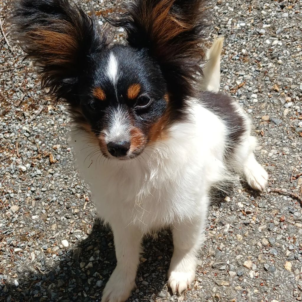 Des Fleurs De Sakura - Chiots disponibles - Epagneul nain Continental (Papillon)