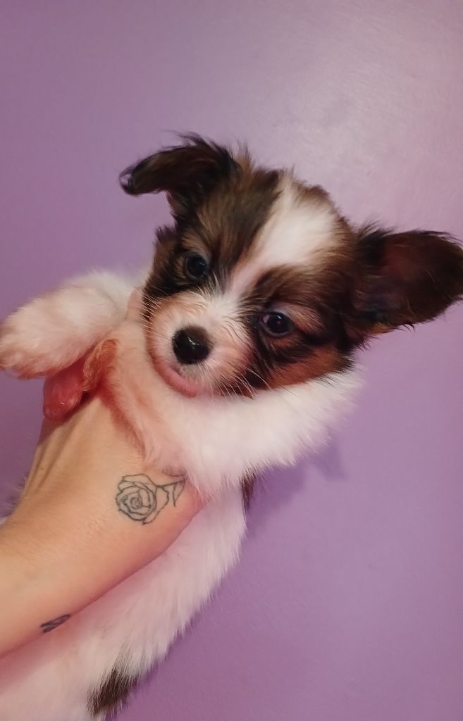 Des Fleurs De Sakura - Chiots disponibles - Epagneul nain Continental (Papillon)